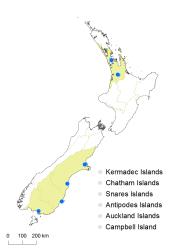 Asplenium scolopendrium distribution map based on databased records at AK, CHR, OTA & WELT.
 Image: K. Boardman © Landcare Research 2017 CC BY 3.0 NZ